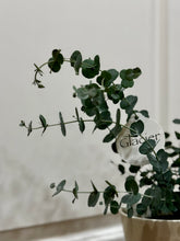 Load image into Gallery viewer, Glacier Eucalyptus
