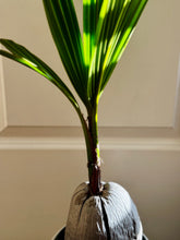 Load image into Gallery viewer, Coconut palm tree (Cocos nucifera)
