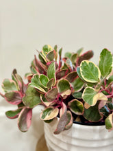 Load image into Gallery viewer, Kalanchoe Beauty Tricolor (Kalanchoe blossfeldiana variegata)
