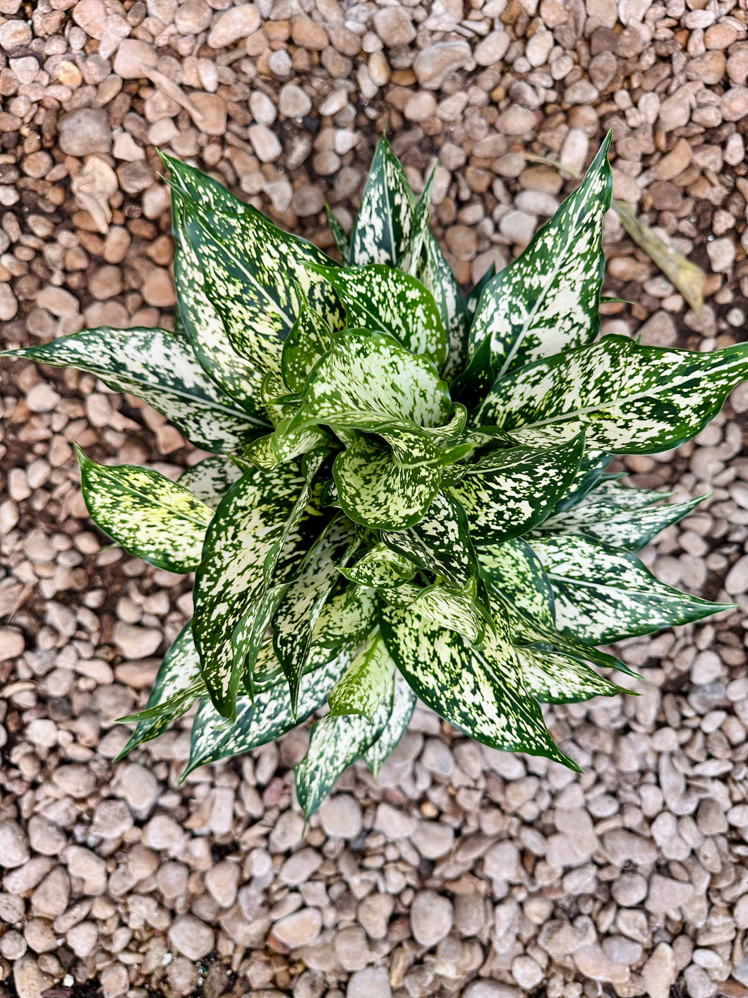 Sparkling Snow Chinese Evergreen (Aglaonema)