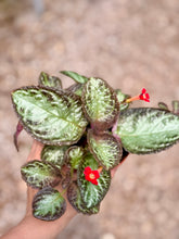 Load image into Gallery viewer, Flame violet (Episcia Cupreata)
