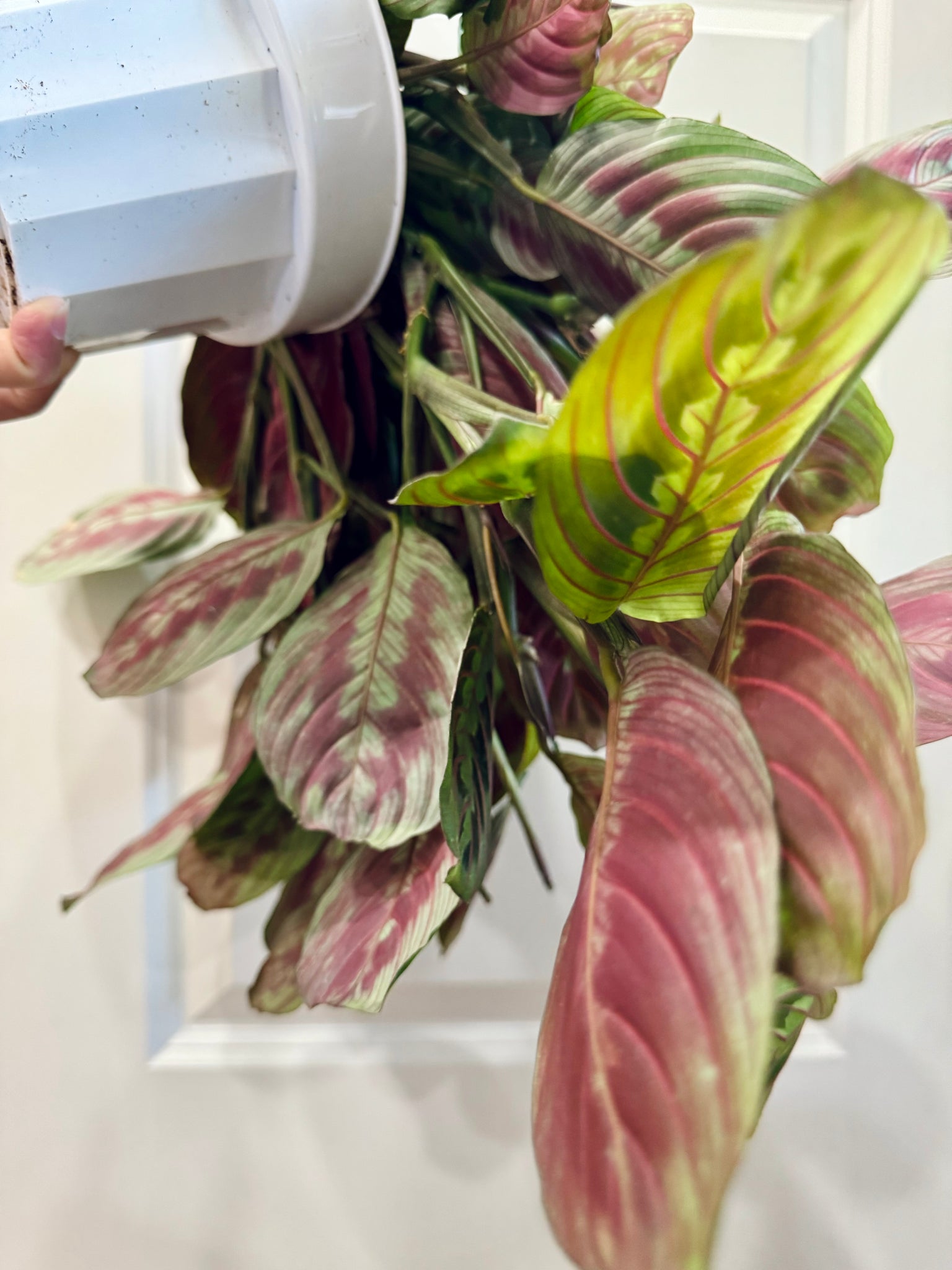 red maranta prayer plant flower Red Prayer Plant (Maranta Leuconeura) – Happy Sunrize