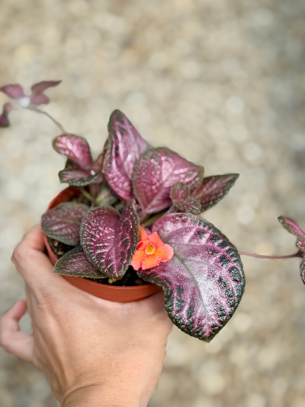 Flame violet (Episcia Cupreata)