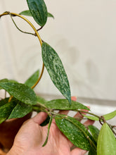 Load image into Gallery viewer, Hoya Rangsan
