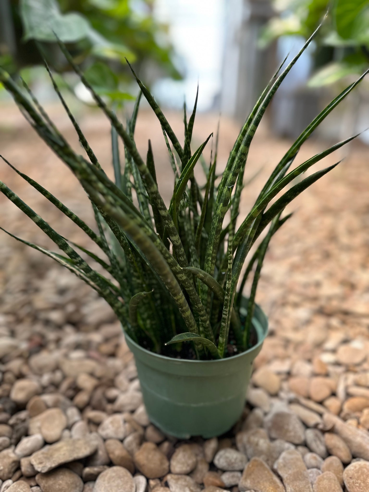 sansevieria happy Sansevieria Fernwood – Happy Sunrize