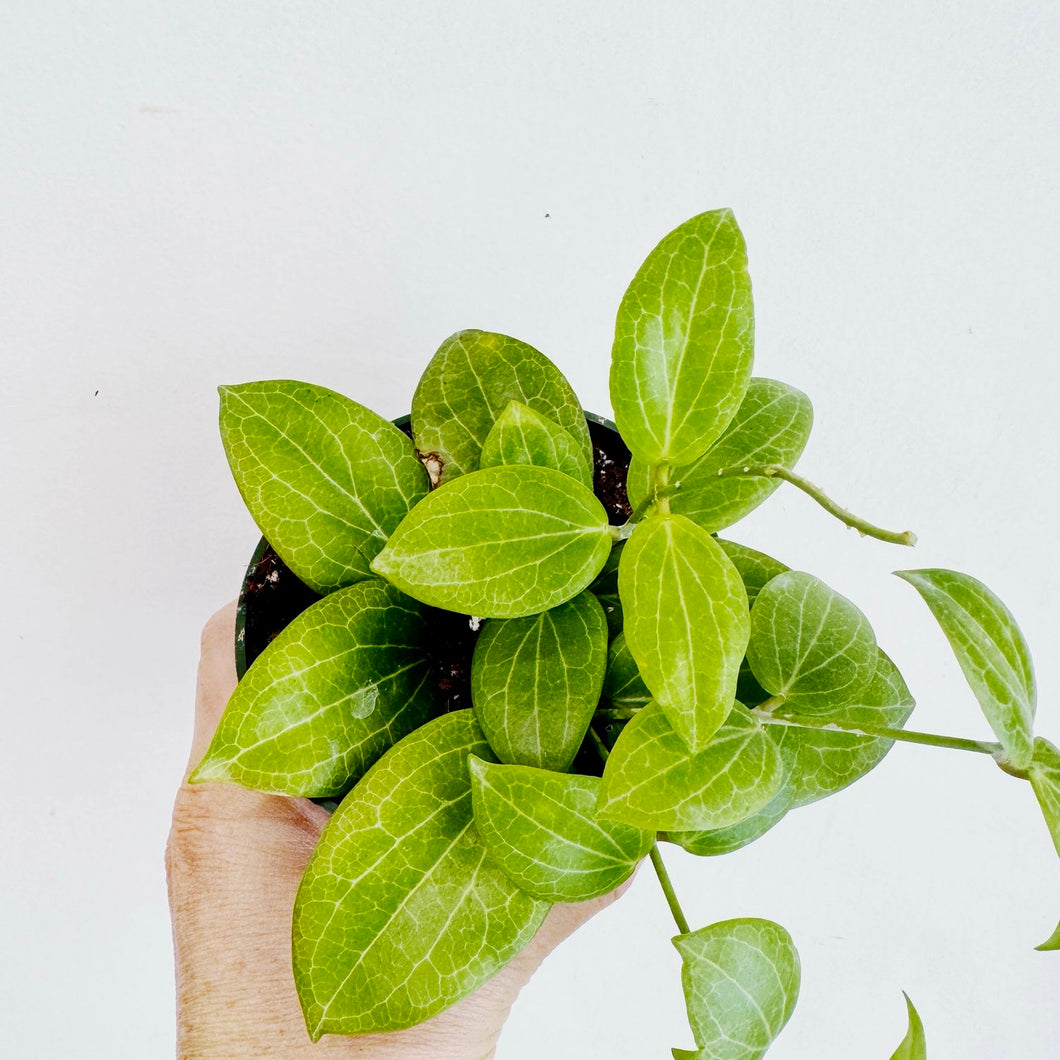 Hoya Fitchii