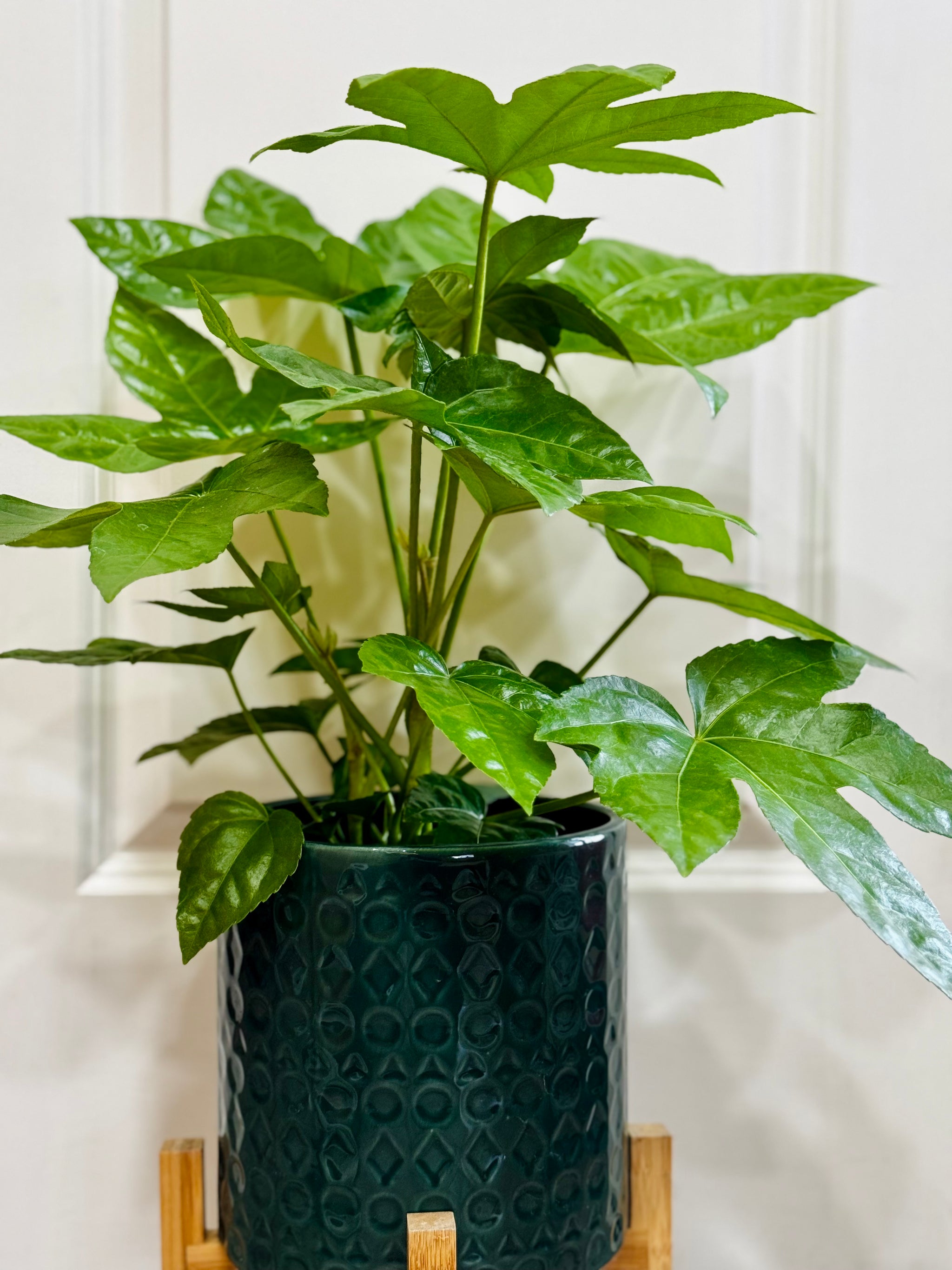 Japanese Aralia (Fatsia Japonica Variegata) – Happy Sunrize