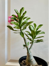 Load image into Gallery viewer, Grafted Desert rose (Adenium Obesum)
