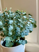 Load image into Gallery viewer, Glacier Eucalyptus

