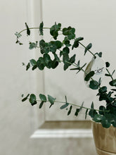 Load image into Gallery viewer, Glacier Eucalyptus
