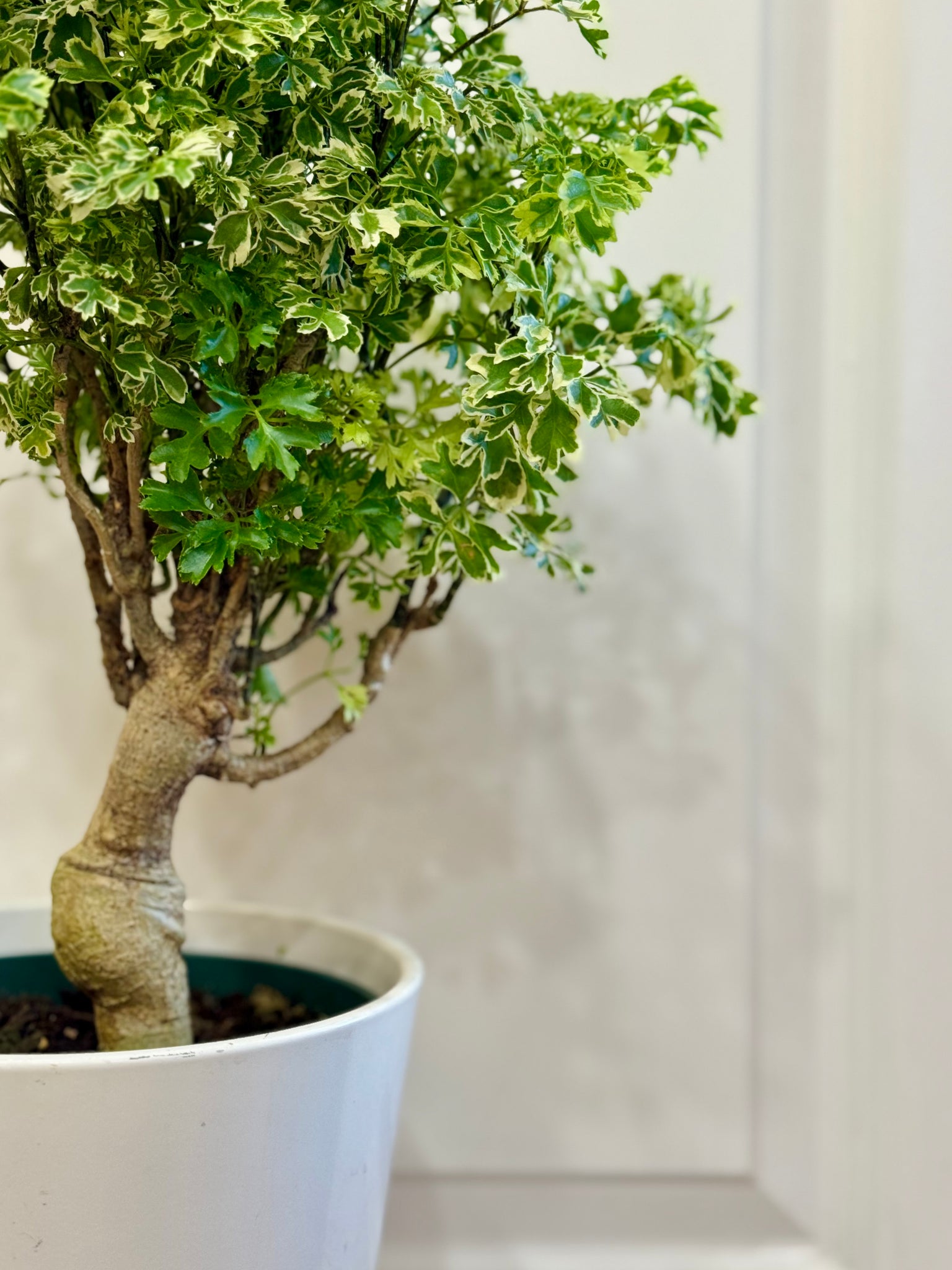 ming bonsai tree Ming Aralia (Polyscias fruticosa) – Happy Sunrize