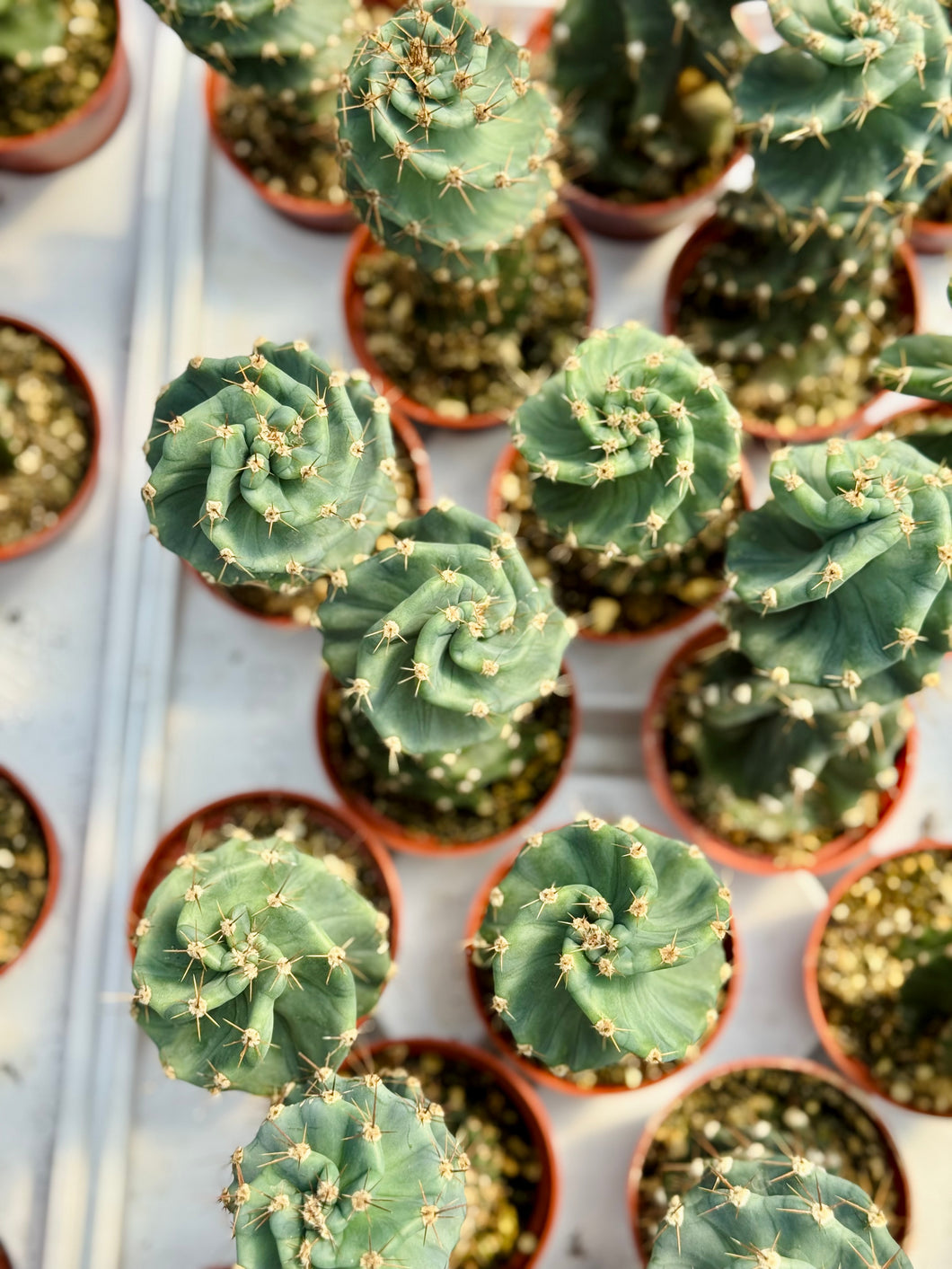 Spiral Cactus (Cereus Forbesii ‘Spiralis’)