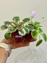 Load image into Gallery viewer, African Violets
