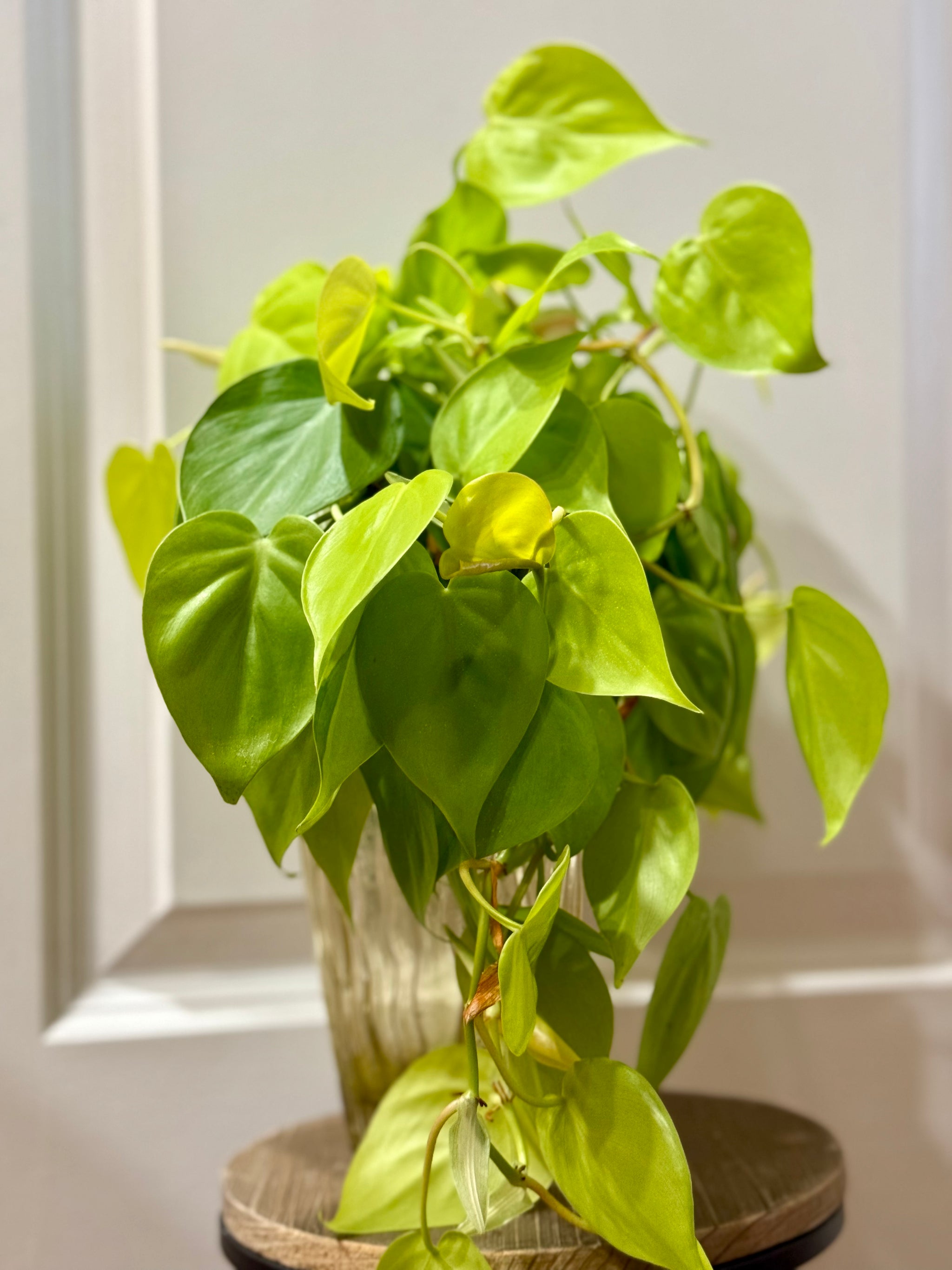 Philodendron hederaceum 'Lemon Lime' 12cm