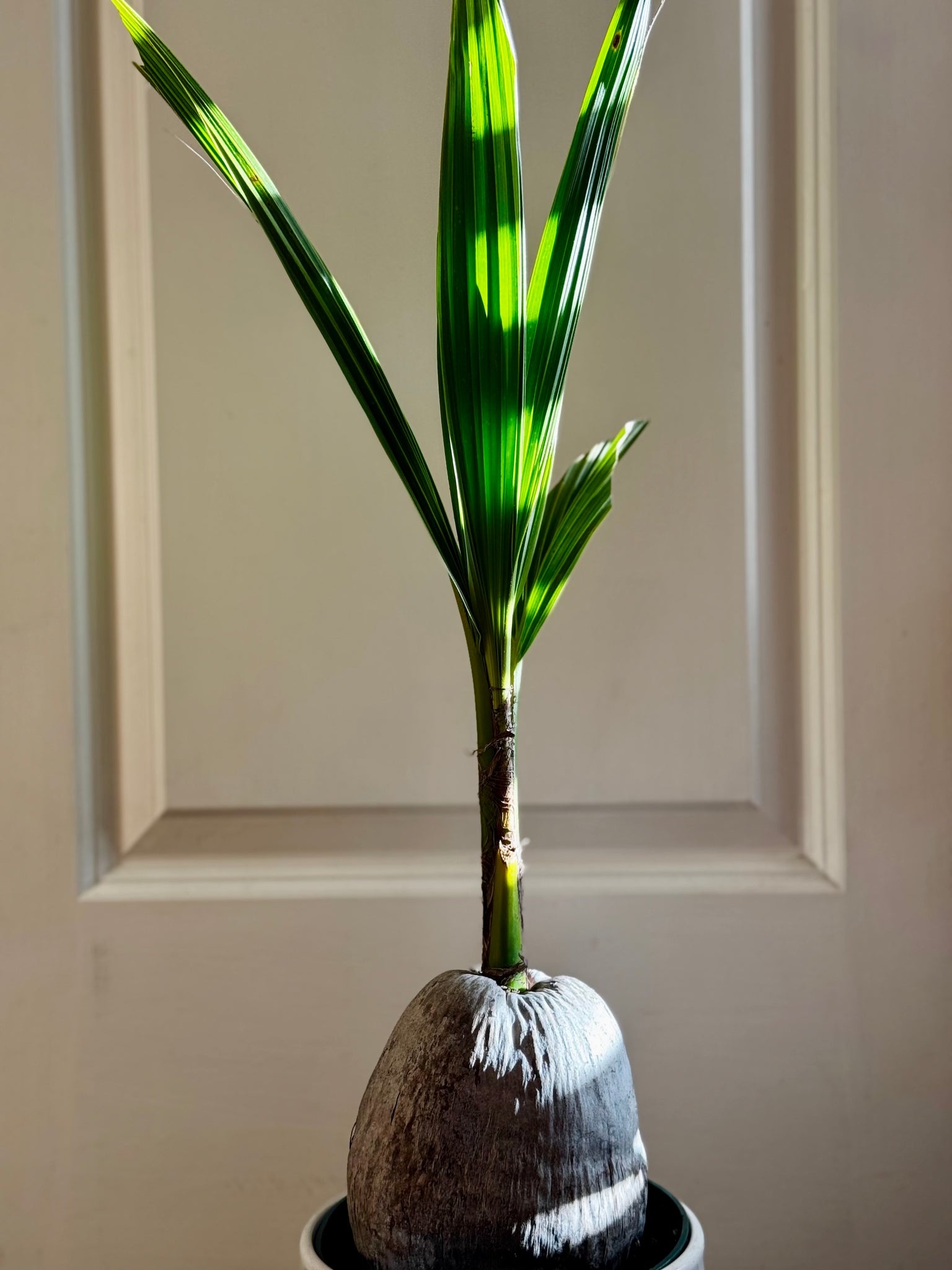 palm tree with coconut Coconut palm tree (Cocos nucifera) – Happy Sunrize