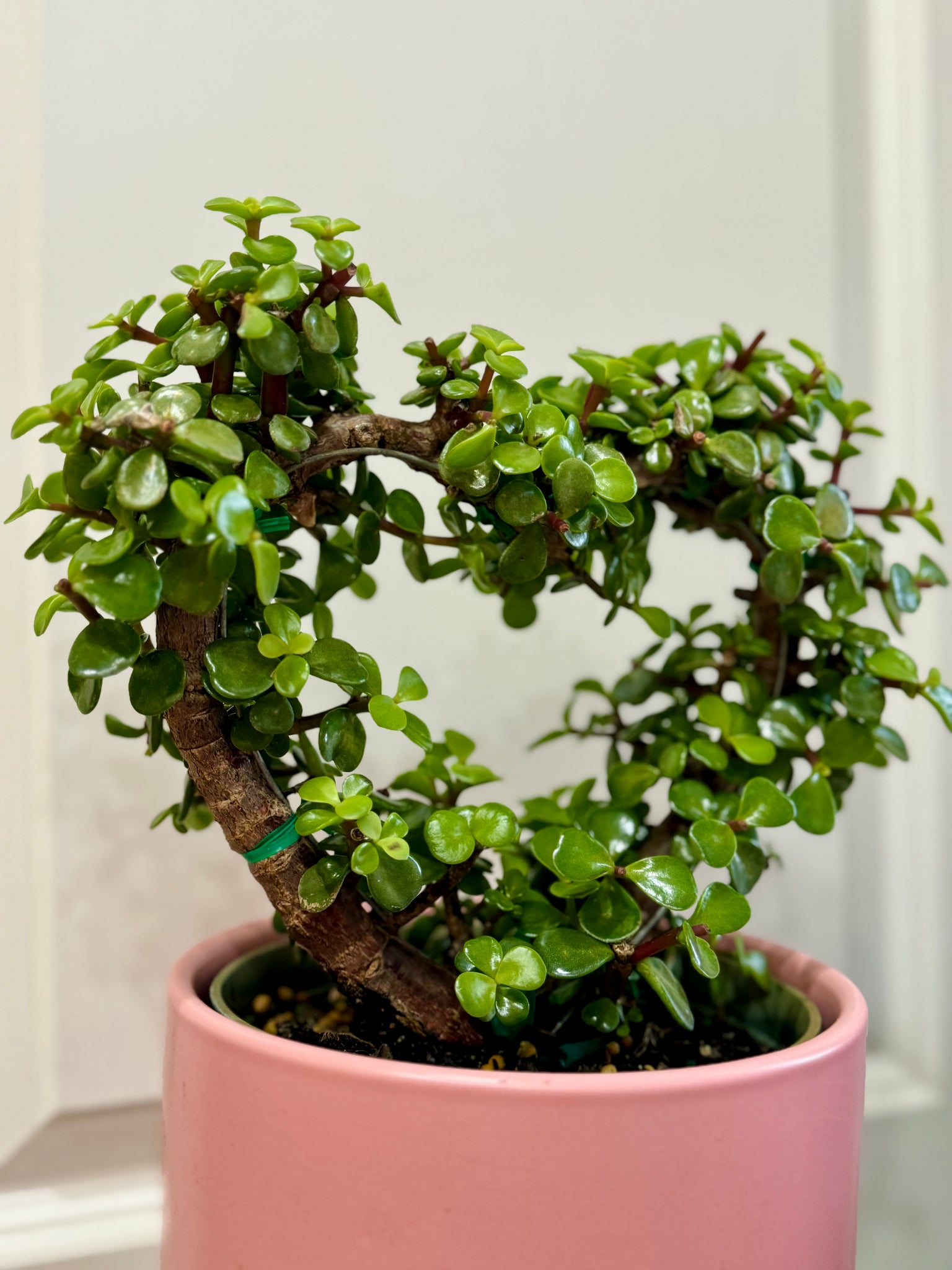 heart jade plant Portulacaria Hearts – Happy Sunrize