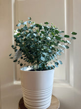 Load image into Gallery viewer, Glacier Eucalyptus
