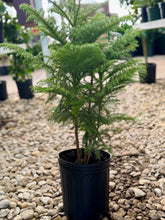 Load image into Gallery viewer, Norfolk Pine
