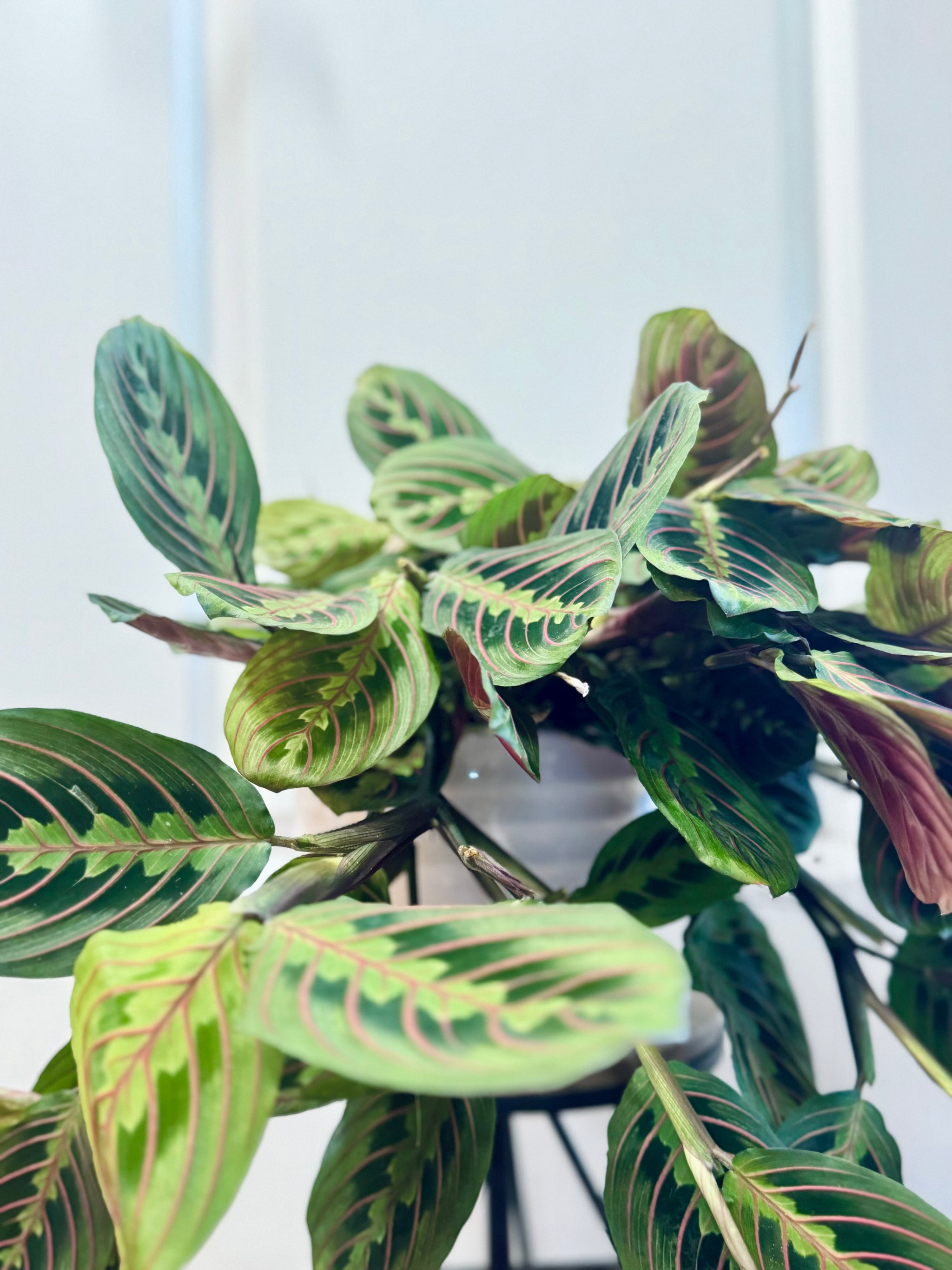 Red Prayer Plant (Maranta Leuconeura) – Happy Sunrize