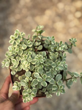 Load image into Gallery viewer, Portulacaria Variegated
