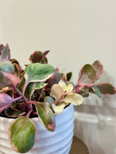 Load image into Gallery viewer, Kalanchoe Beauty Tricolor (Kalanchoe blossfeldiana variegata)

