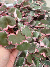 Load image into Gallery viewer, Variegated Strawberry Begonia (Saxifraga stolonifera variegata)
