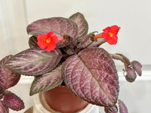 Load image into Gallery viewer, Flame violet (Episcia Cupreata)
