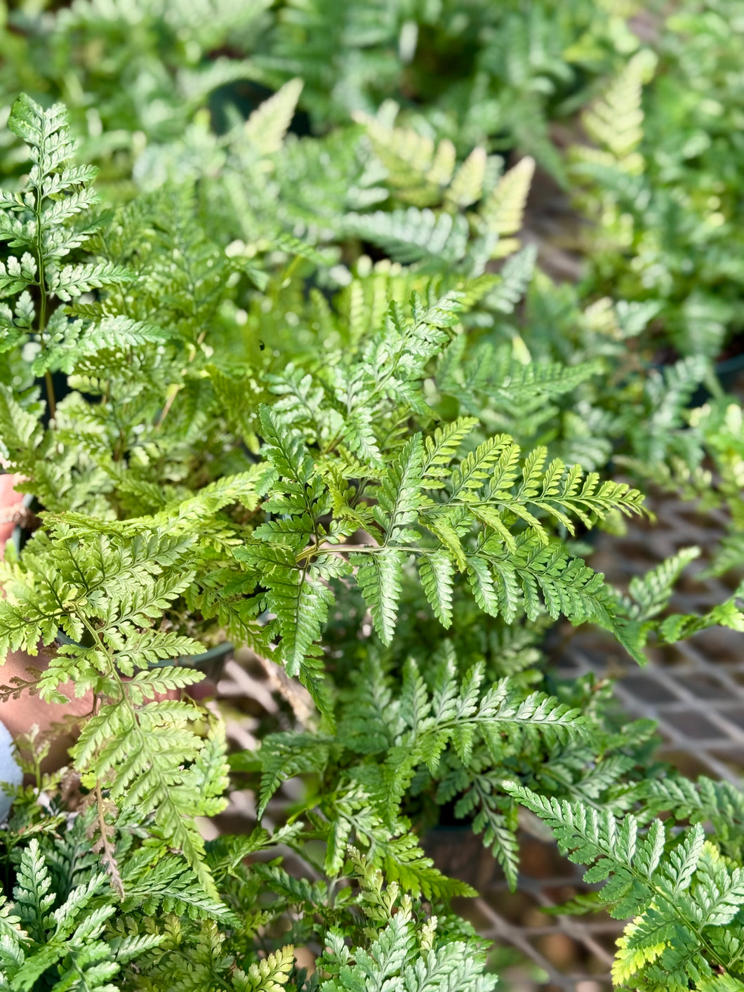 Japanese Autumn Fern (Dryopteris erythrosora)