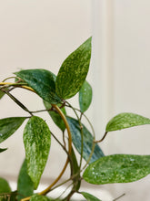 Load image into Gallery viewer, Hoya Rangsan
