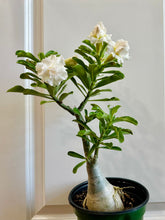 Load image into Gallery viewer, Grafted Desert rose (Adenium Obesum)
