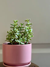 Load image into Gallery viewer, Portulacaria Variegated
