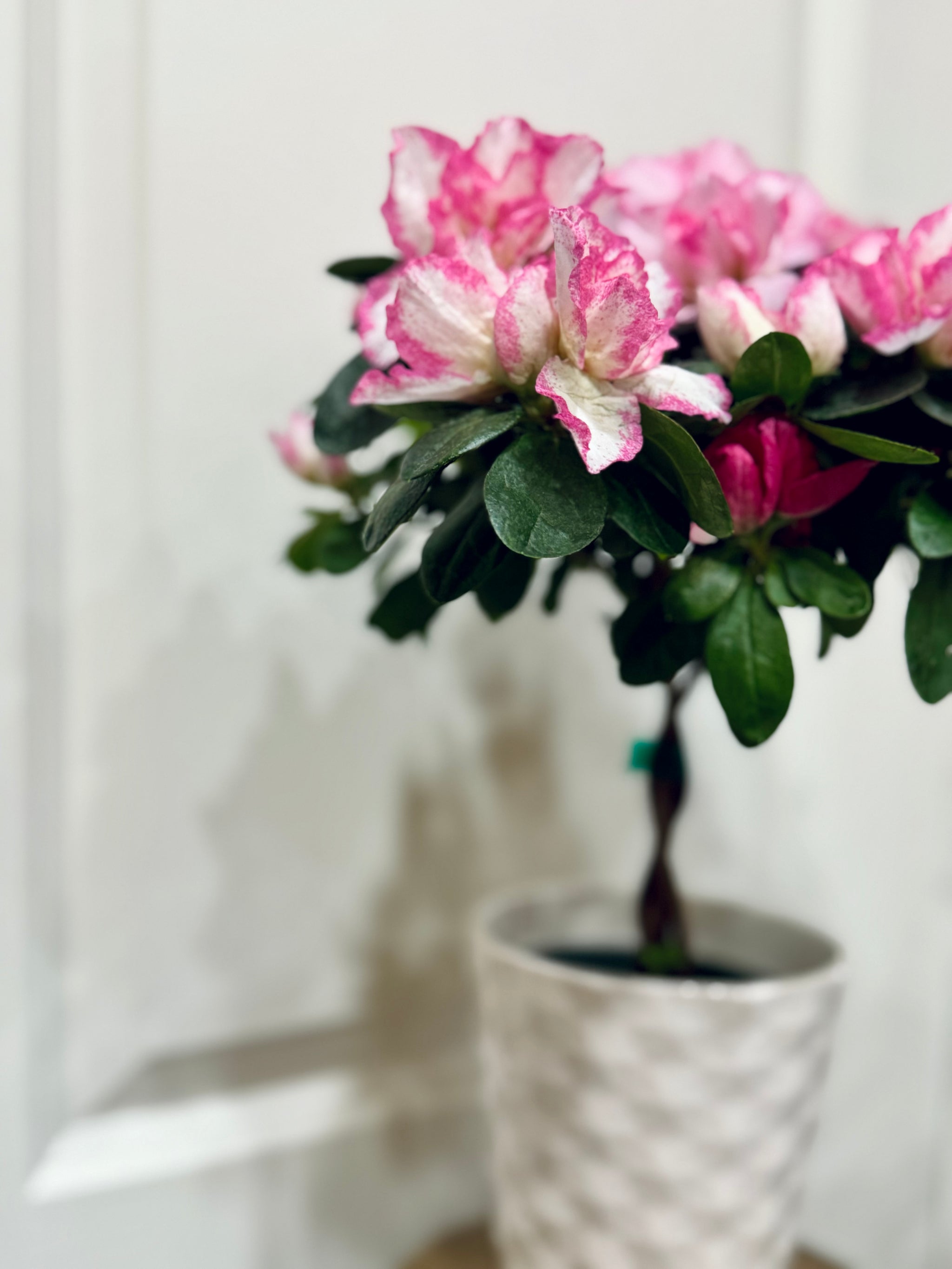 rhododendron simsii care Florist Azaleas (Rhododendron simsii ) – Happy Sunrize