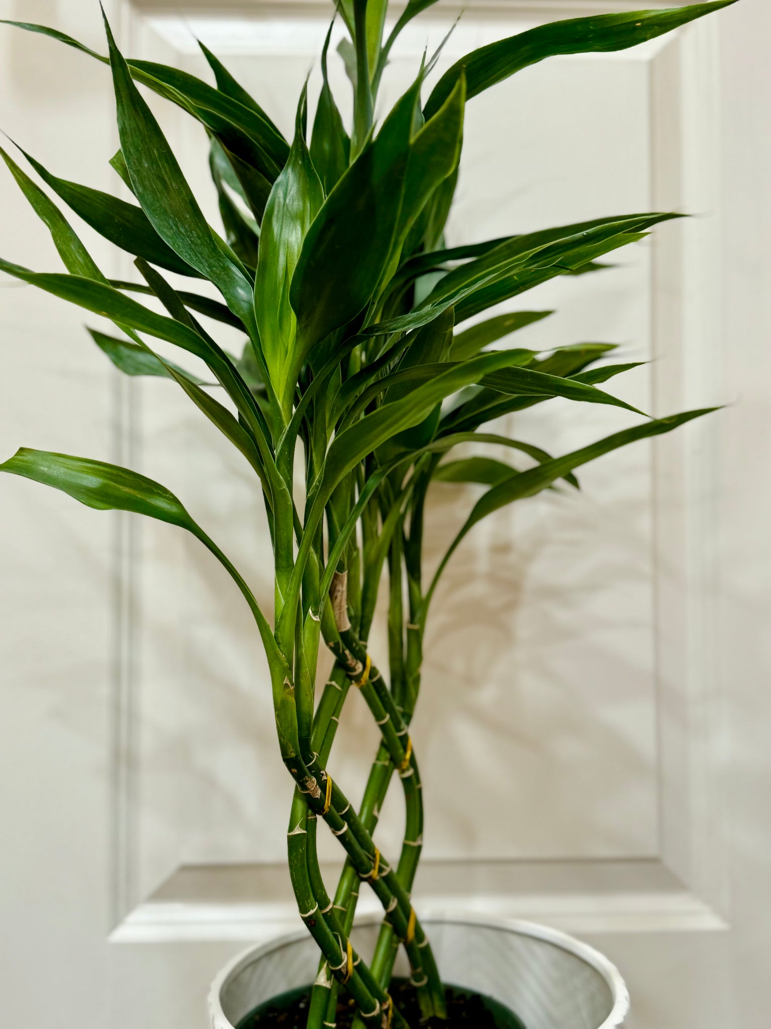 lucky bamboo and sunlight Lucky bamboo (Dracaena sanderiana) – Happy Sunrize