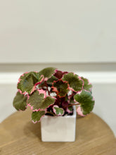 Load image into Gallery viewer, Variegated Strawberry Begonia (Saxifraga stolonifera variegata)
