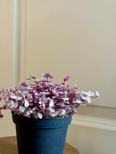Load image into Gallery viewer, Tradescantia Pink Panther (Callisia C. Repens)
