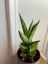 Load image into Gallery viewer, “Thai Tower” Sansevieria
