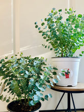 Load image into Gallery viewer, Glacier Eucalyptus
