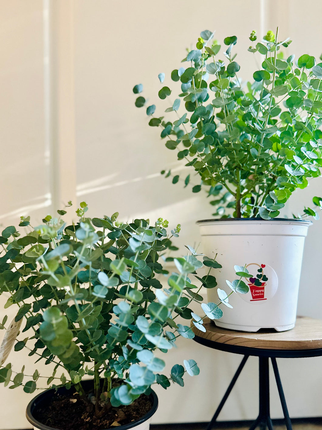 Glacier Eucalyptus