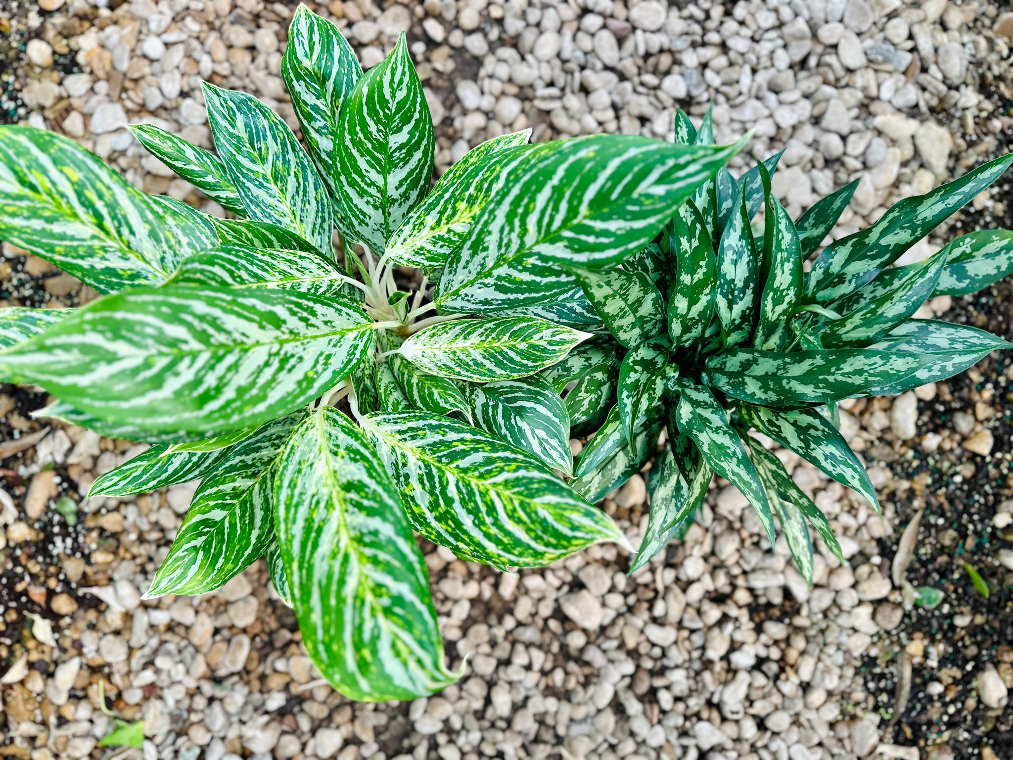 aglaonema golden madonna poison Golden Madonna Chinese evergreen (Aglaonema) – Happy Sunrize