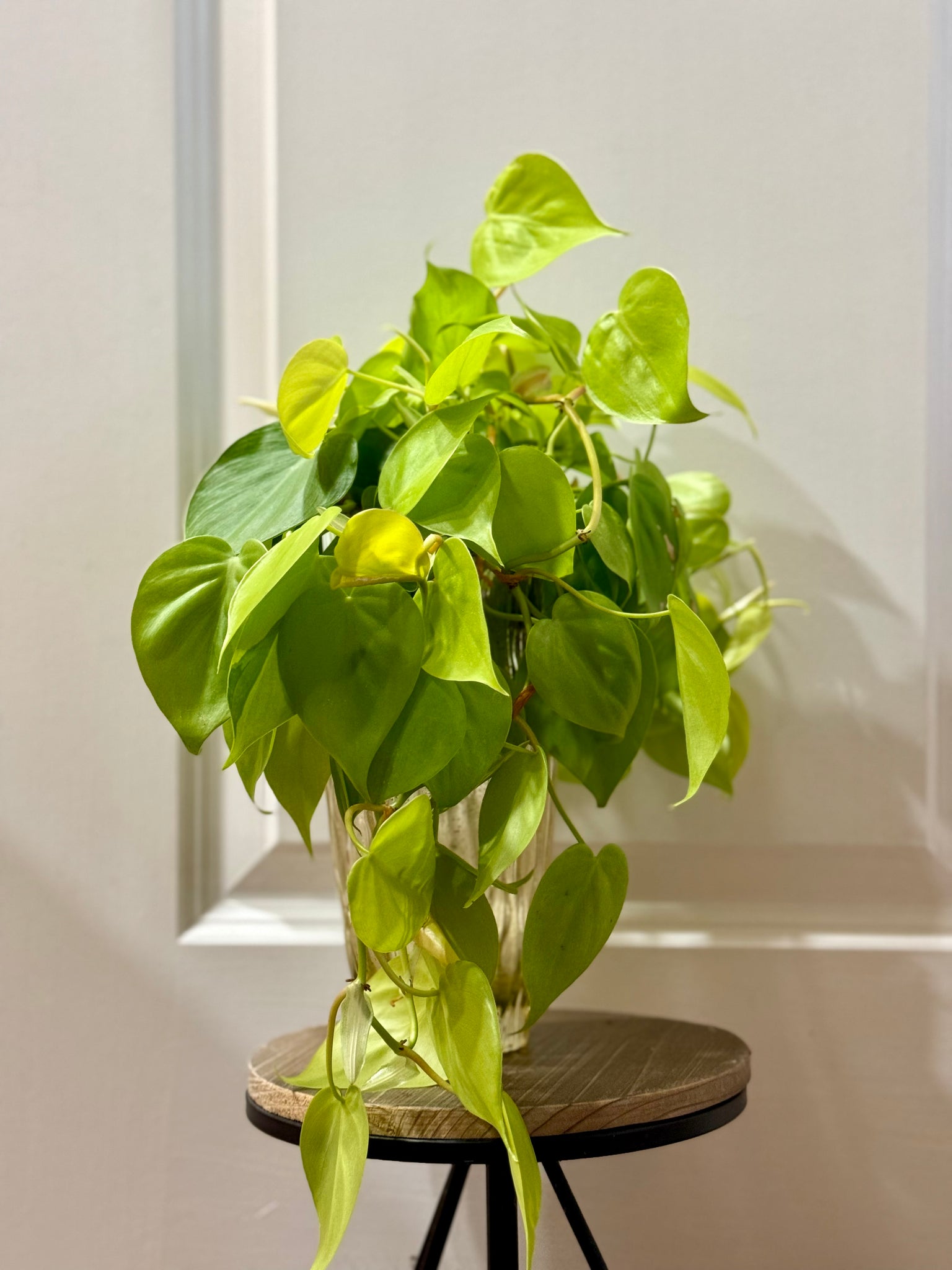 philodendron hederaceum neon Lemon lime Philodendron (Philodendron Hederaceum Lemon Lime) – Happy Sunrize