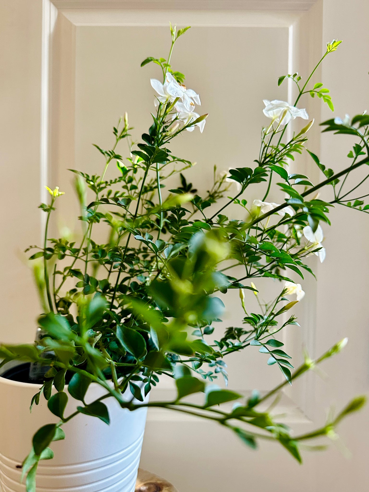 trailing jasmine indoor plant Common jasmine (jasminum officinale) – Happy Sunrize