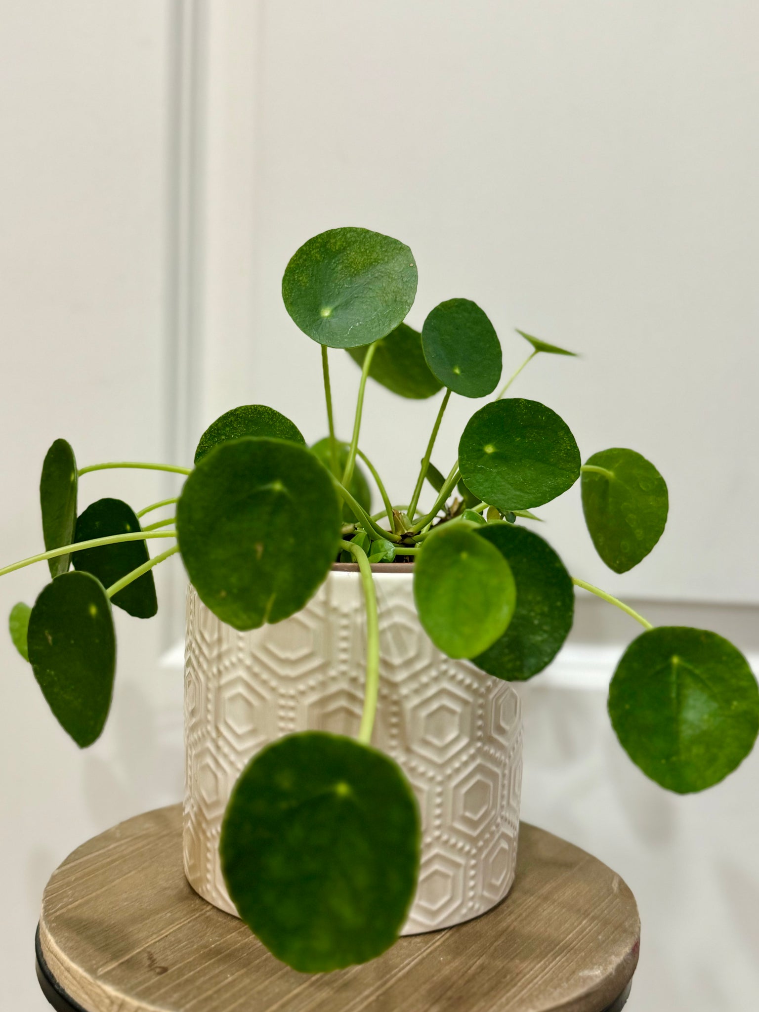 circle money plant Chinese Money Plant (Pilea Peperomioides) – Happy Sunrize