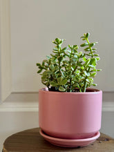 Load image into Gallery viewer, Portulacaria Variegated
