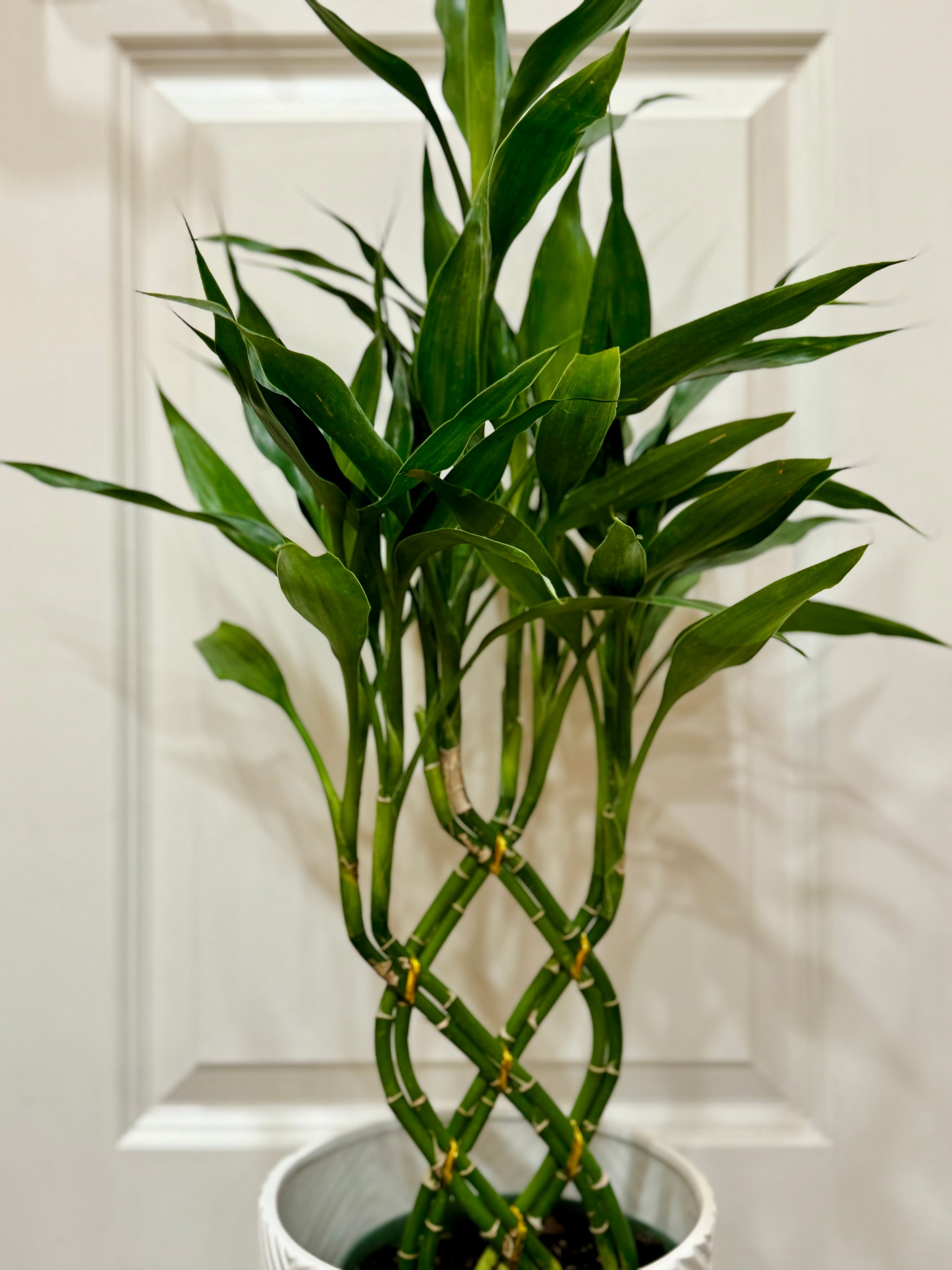 dracaena lucky bamboo care Lucky bamboo (Dracaena sanderiana) – Happy Sunrize