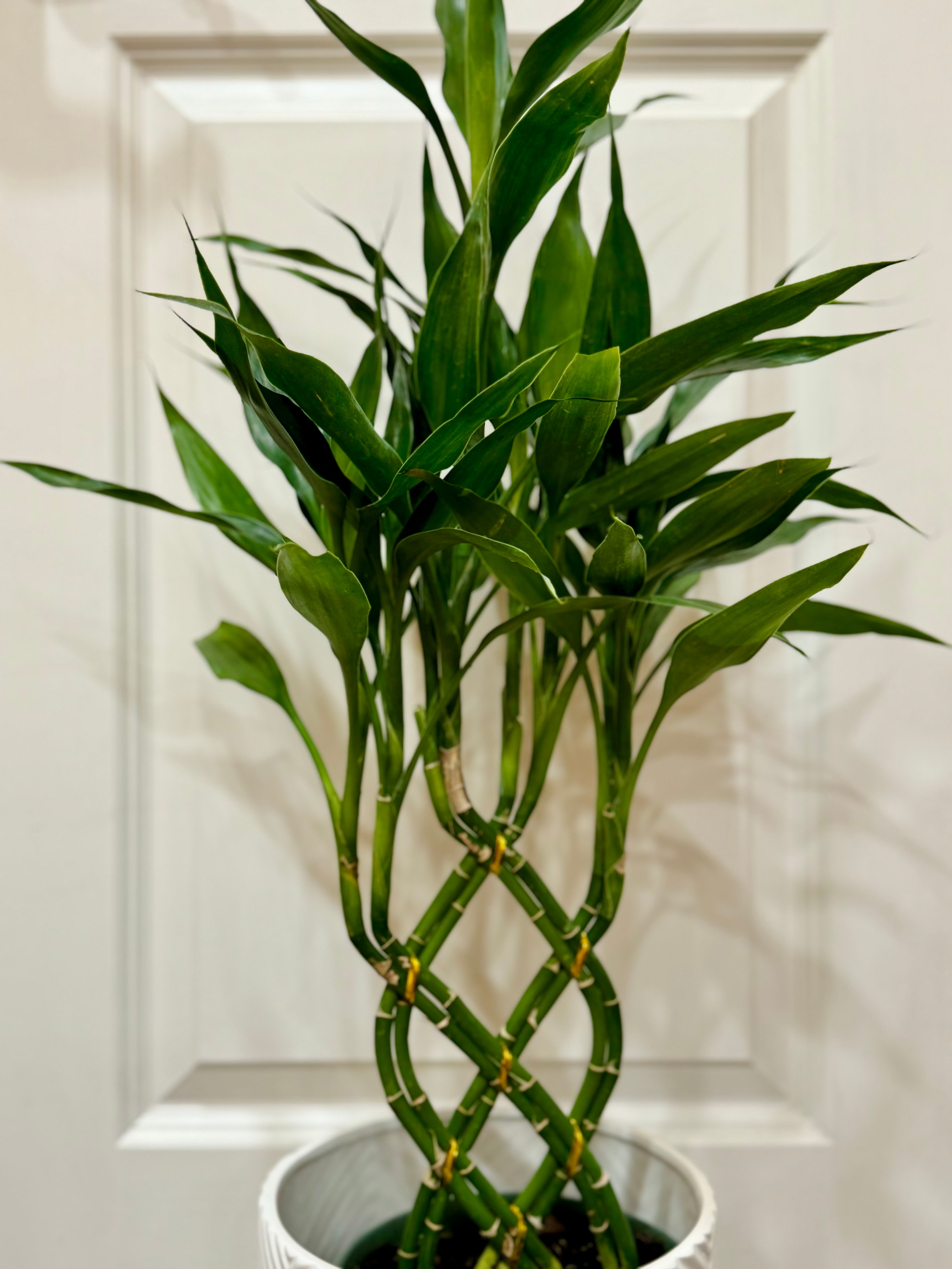 dracena sanderiana lucky bamboo Lucky bamboo (Dracaena sanderiana) – Happy Sunrize