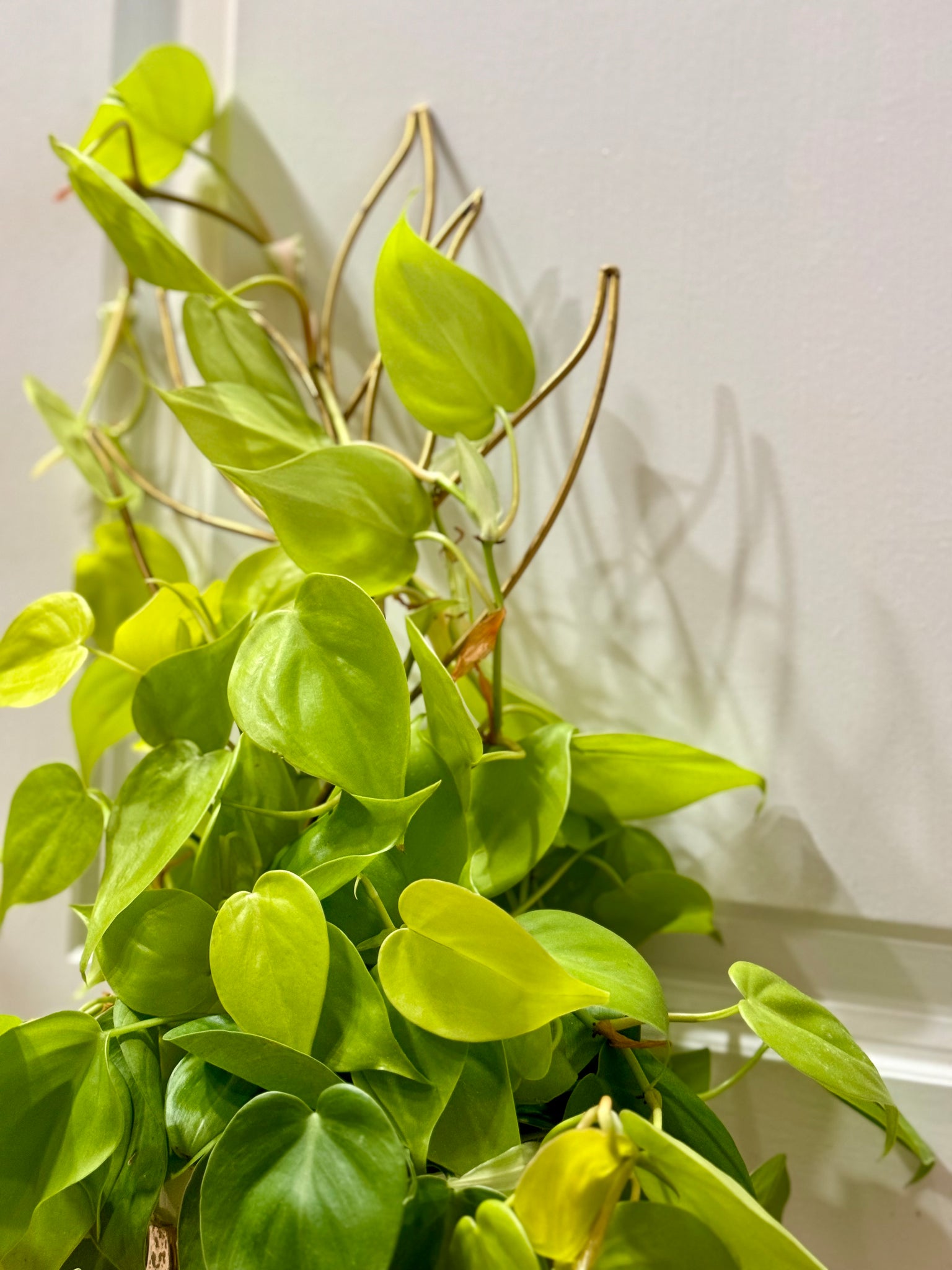 philodendron hederaceum 'lemon lime Lemon lime Philodendron (Philodendron Hederaceum Lemon Lime) – Happy Sunrize