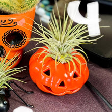 Load image into Gallery viewer, Halloween collection
