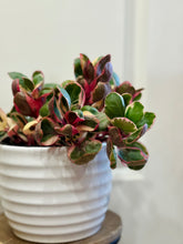 Load image into Gallery viewer, Kalanchoe Beauty Tricolor (Kalanchoe blossfeldiana variegata)
