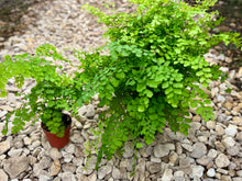 Load image into Gallery viewer, Maidenhair Fern
