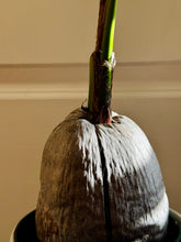 Load image into Gallery viewer, Coconut palm tree (Cocos nucifera)
